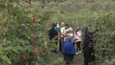 فعالیت ۷ مزرعه گردشگری در استان گلستان فعالیت ۷ مزرعه گردشگری در استان گلستان