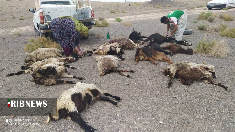 تلف شدن ۳۴ رأس دام در سربیشه