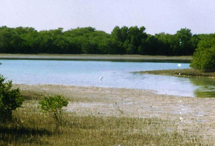 باران جانی تازه در کالبد محیط زیست بوشهر دمید باران جانی تازه در کالبد محیط زیست بوشهر دمید