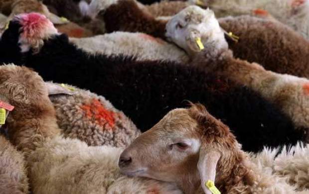 نظارت بهداشتی بر ذبح دام ها در عید سعید قربان نظارت بهداشتی بر ذبح دام ها در عید سعید قربان