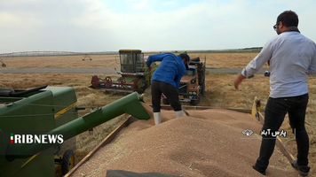 خرید بیش از ۹۰هزار تن گندم در اردبیل