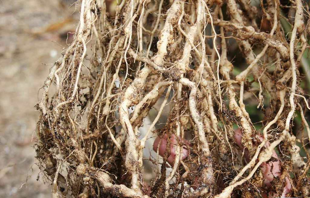 مَرهمی که به خاک جان می دهد