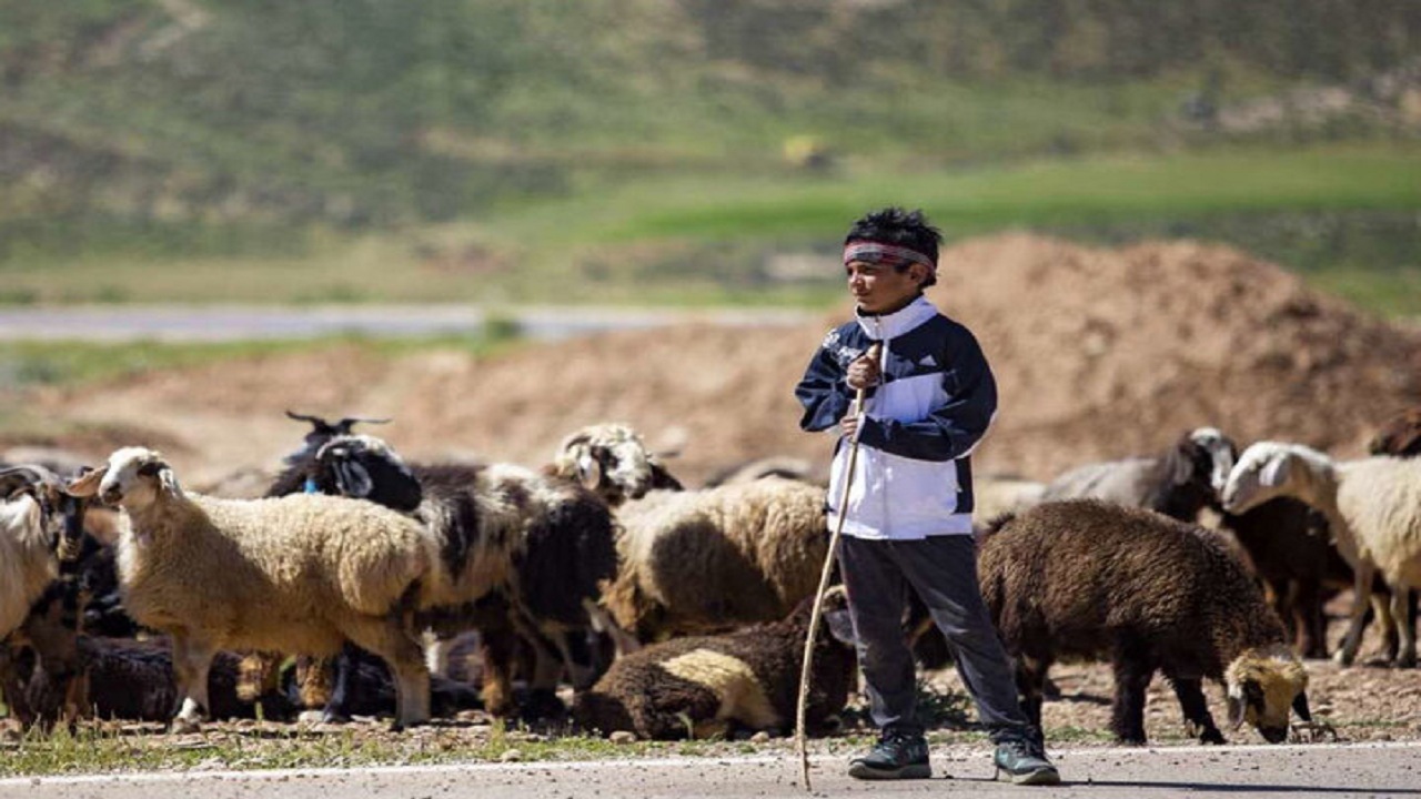 صدور بیش از ۵ هزار کارت شناسایی عشایر در ایلام