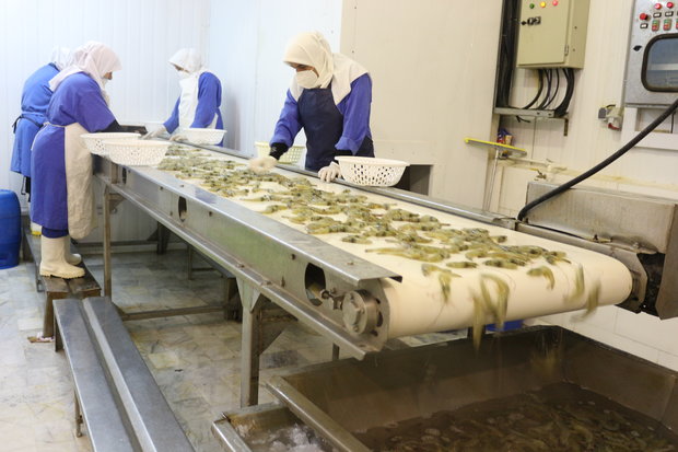 ریشه کنی کامل بیماری لکه سفید میگو در گلستان ریشه کنی کامل بیماری لکه سفید میگو در گلستان