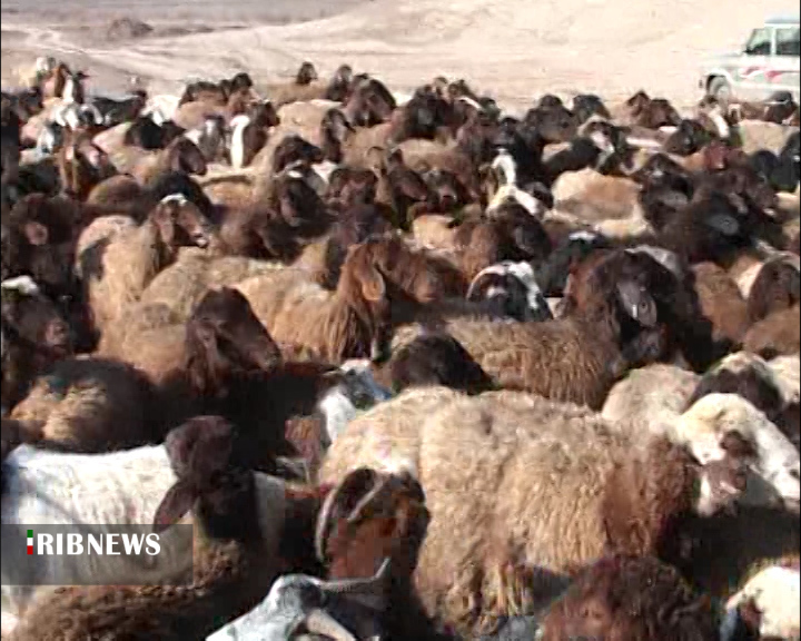 آصف ؛ راه برون رفت از مشکلات دامداری سنتی آصف ؛ راه برون رفت از مشکلات دامداری سنتی