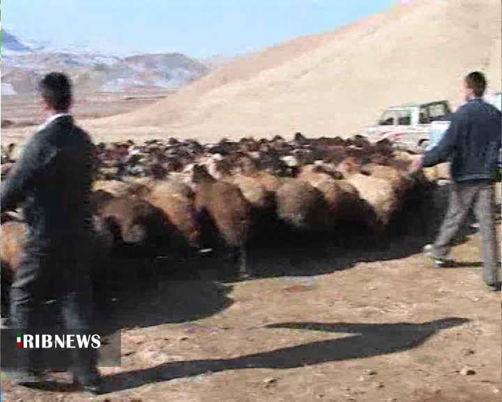 آصف ؛ راه برون رفت از مشکلات دامداری سنتی آصف ؛ راه برون رفت از مشکلات دامداری سنتی