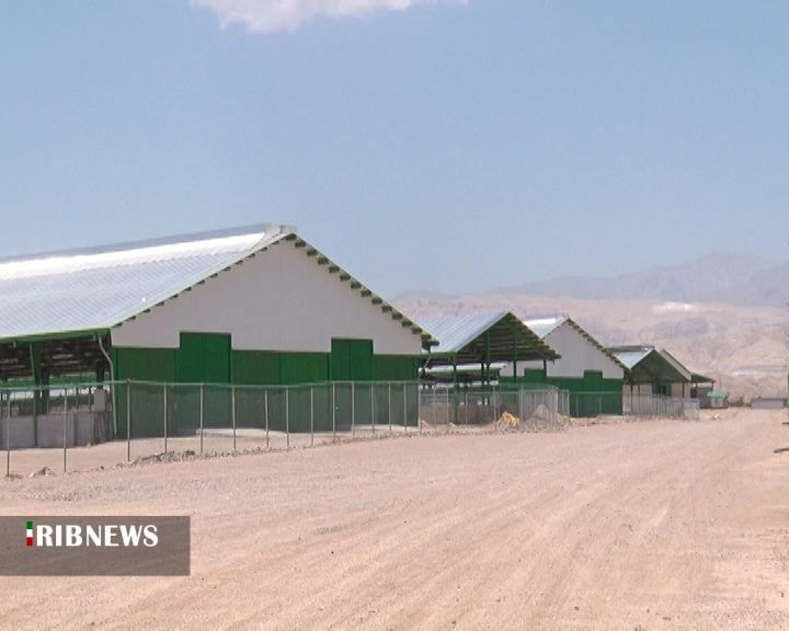 آصف ؛ راه برون رفت از مشکلات دامداری سنتی آصف ؛ راه برون رفت از مشکلات دامداری سنتی