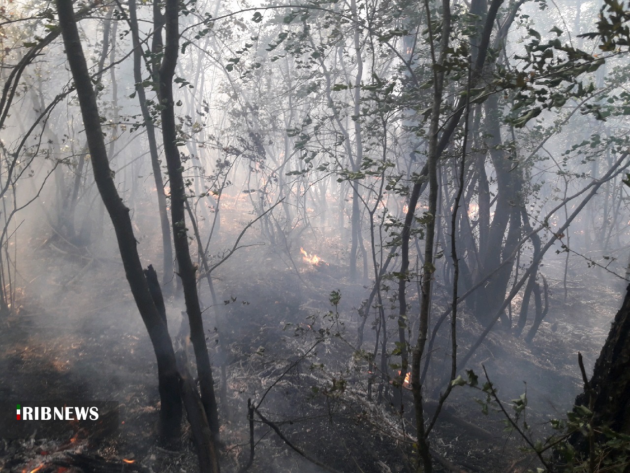 آتشسوزی در جنگلهای سوزنی برگ زیتون تپه آزادشهر آتشسوزی در جنگلهای سوزنی برگ زیتون تپه آزادشهر