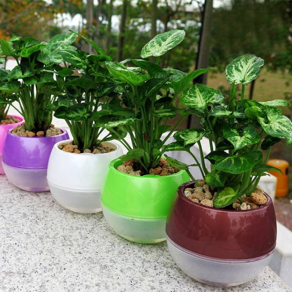 بهترین روش آبیاری گیاهان آپارتمانی در هنگام سفر بهترین روش آبیاری گیاهان آپارتمانی در هنگام سفر