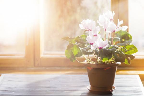 بهترین روش آبیاری گیاهان آپارتمانی در هنگام سفر بهترین روش آبیاری گیاهان آپارتمانی در هنگام سفر