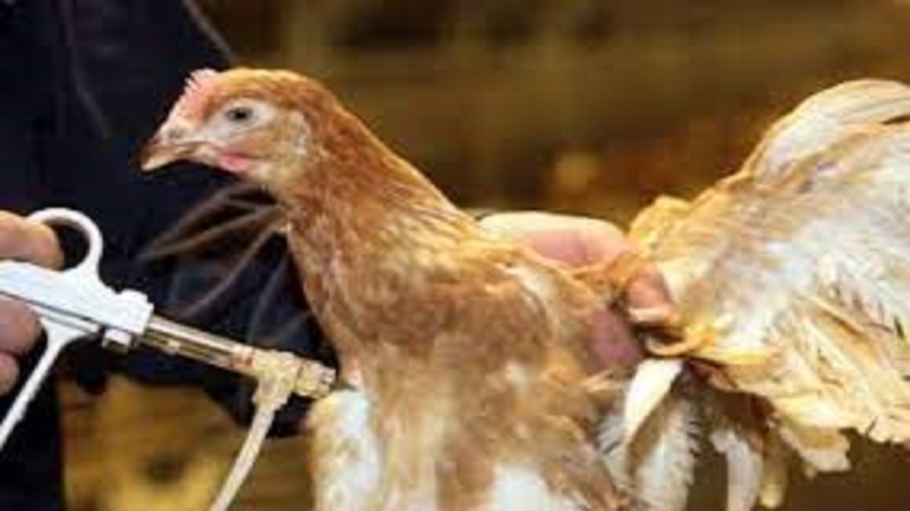 واکسیناسیون هدفمند طیور علیه آنفلوانزای فوق حاد پرندگان در قزوین