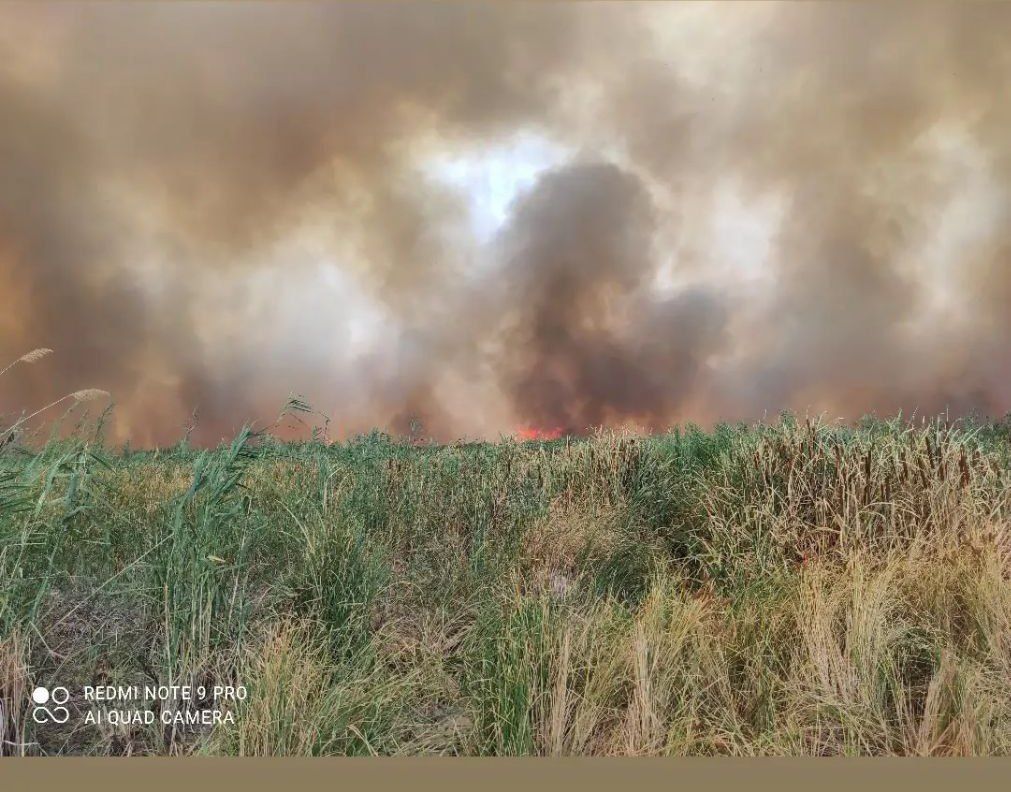 آتش سوزی در تالاب گروس در جوار تالاب بین‌المللی کانی برازان