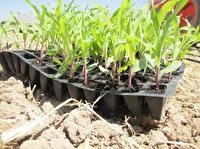 افزایش بهره وری مصرف آب با کشت نشا کاری چغندر قند