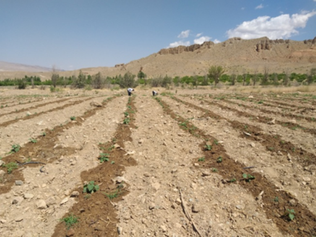 واکاری در دو هزار و ۵۰۰ هکتار از اراضی طبیعی استان اصفهان واکاری در دو هزار و ۵۰۰ هکتار از اراضی طبیعی استان اصفهان