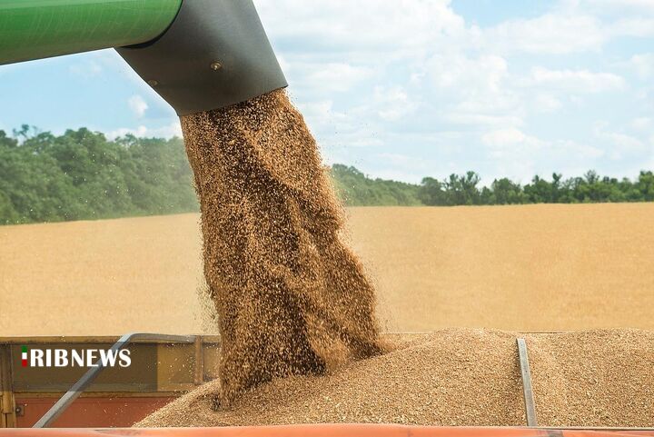 واریز بیش از ۱۲ هزار میلیارد ریال بهای خرید گندم به کشاورزان واریز بیش از ۱۲ هزار میلیارد ریال بهای خرید گندم به کشاورزان