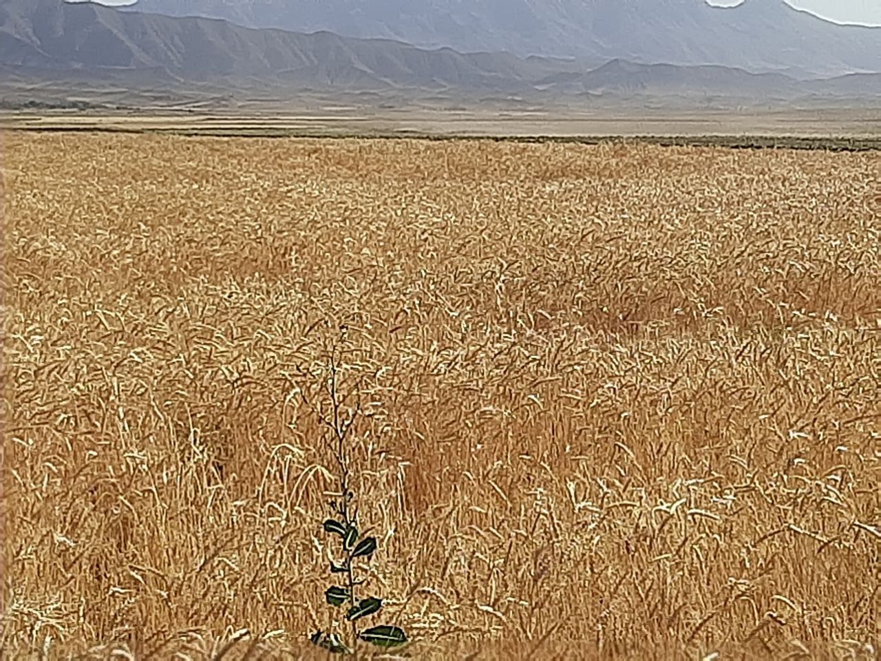 خریداری ۱۰ هزار تن گندم مازاد بر نیاز کشاورزان بخش رخ