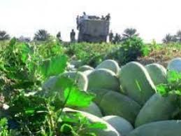 کشت یک هزار و760 هکتار لوبیا در آذربایجان غربی