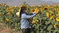 برداشت ۳۸ هزار تن تخم آفتابگردان و ۲۰ هزار تن تخم کدوی آجیلی برداشت ۳۸ هزار تن تخم آفتابگردان و ۲۰ هزار تن تخم کدوی آجیلی