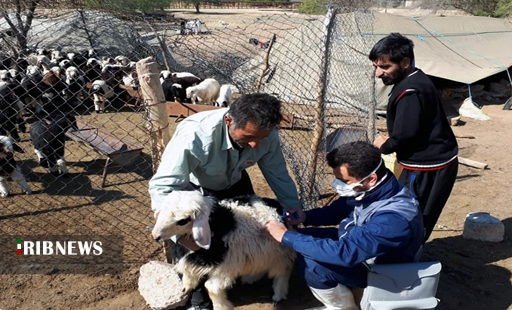 مایه کوبی ۲۸۹ هزار راس دام سبک در دزفول