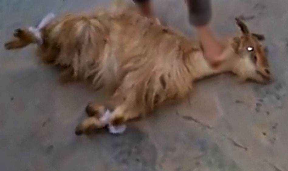 سلاخي حيوان به سلیقه مشتری (۱۶+) سلاخي حيوان به سلیقه مشتری (۱۶+)