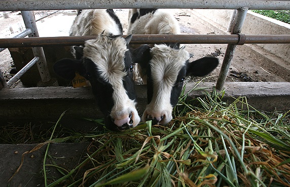 رمز گشایی از کلاف سردر گم کمبود نهاده های دامی