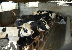 رمز گشایی از کلاف سردر گم کمبود نهاده های دامی