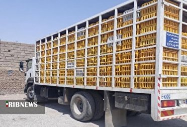 کشف محموله ۶ تُنی مرغ زنده در یاسوج