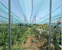اجرای طرح سایبان باغات در  ۶۵۰۰ متر مربع از باغات الگویی ارومیه اجرای طرح سایبان باغات در  ۶۵۰۰ متر مربع از باغات الگویی ارومیه