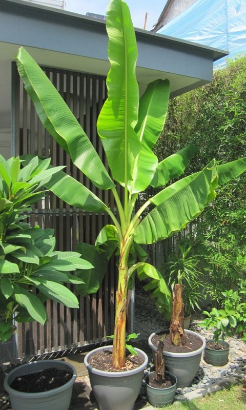 کاشت موز در منزل و اصول پرورش آن کاشت موز در منزل و اصول پرورش آن