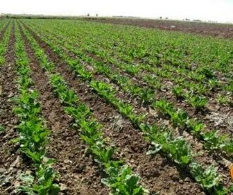 عقد قرارداد آبیاری زمین های کشاورزی در دزفول