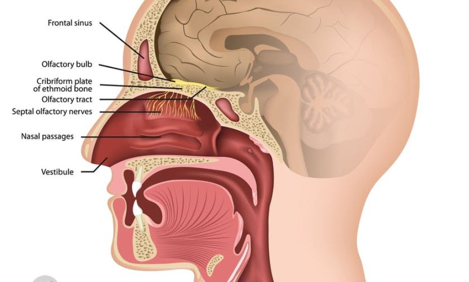 گیرنده&zwnj;های بویایی چگونه کار می&zwnj;کنند؟
