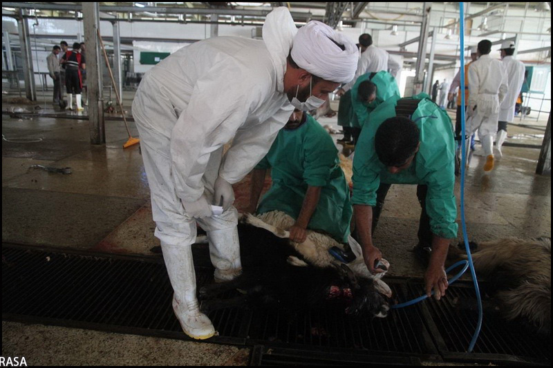 نظارت ۳۹ اکیپ دامپزشکی بر ذبح شرعی دام در استان همدان