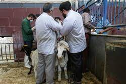 نظارت ۵۹ اکیپ دامپزشکی بر ذبح در محرم نظارت ۵۹ اکیپ دامپزشکی بر ذبح در محرم