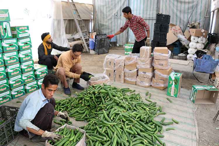 محصولات گلخانه ای، صنعتی پرسود برای دلال‌ها