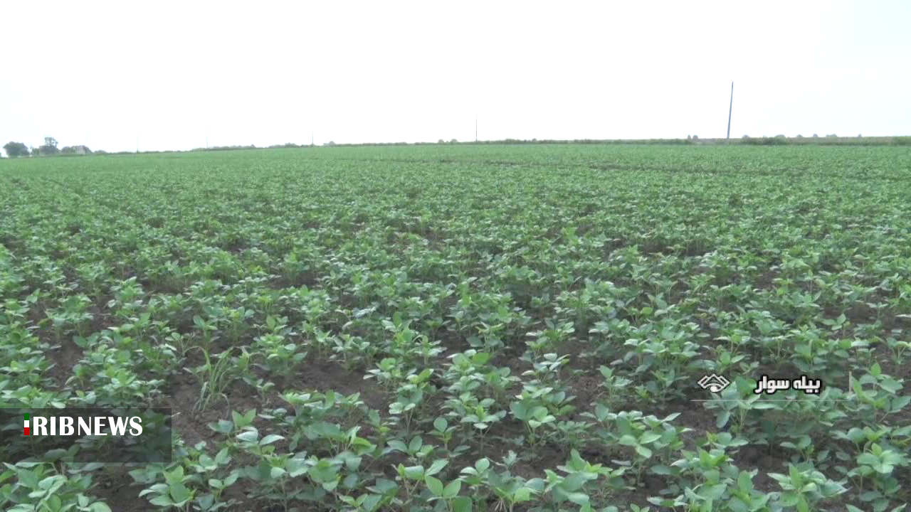 پیش بینی تولید 30 هزار تن سویا از مزارع شمال استان اردبیل