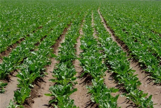 پایان کاشت مکانیزه چغندر قند در ارسنجان