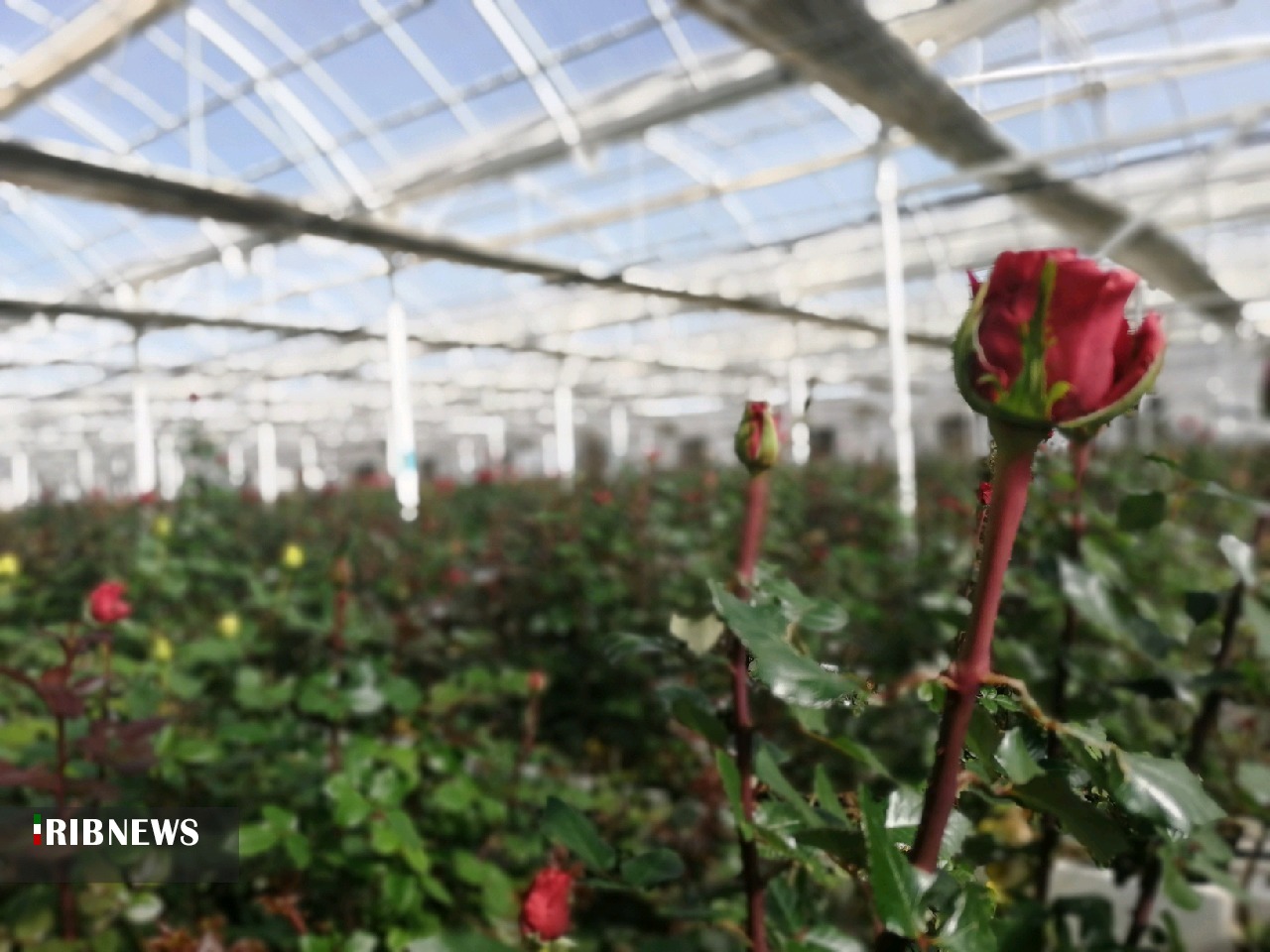 درآمد میلیاردی گل رز در خراسان جنوبی