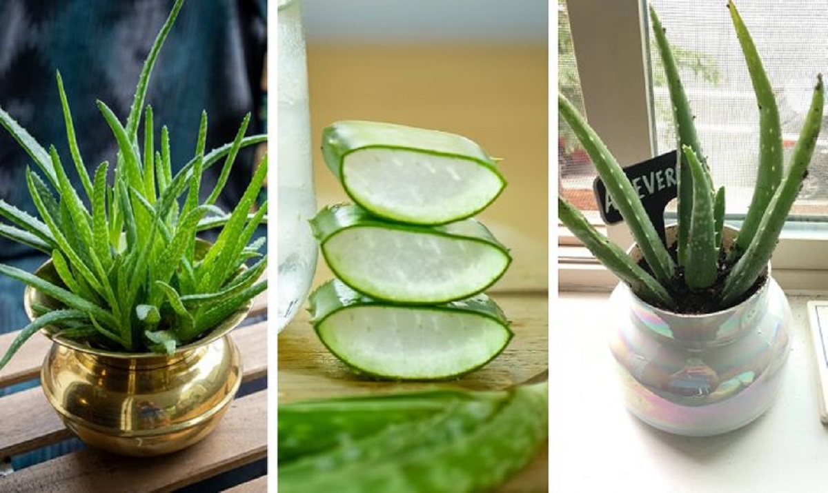 ۷ گیاه آپارتمانی با خواص دارویی را بشناسید