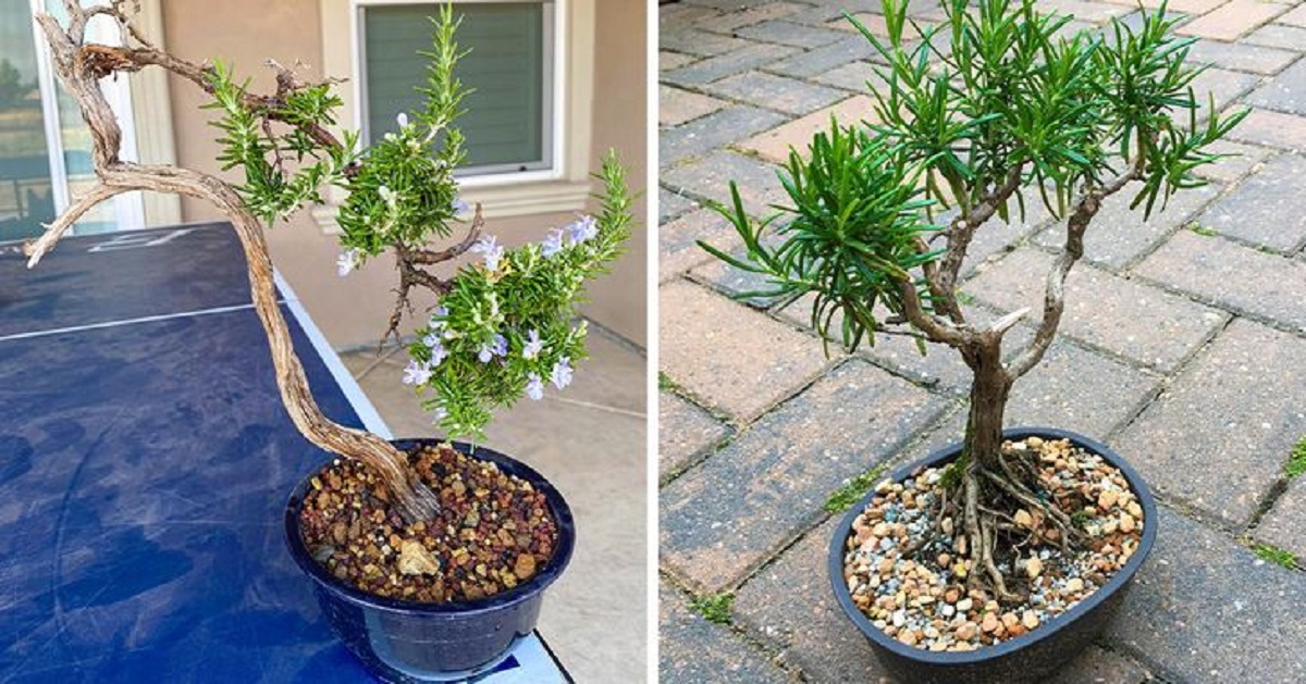 ۷ گیاه آپارتمانی با خواص دارویی را بشناسید