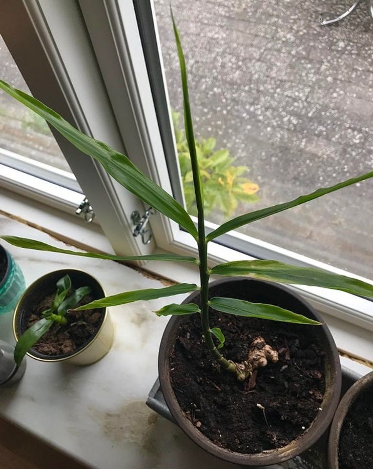 ۷ گیاه آپارتمانی با خواص دارویی را بشناسید