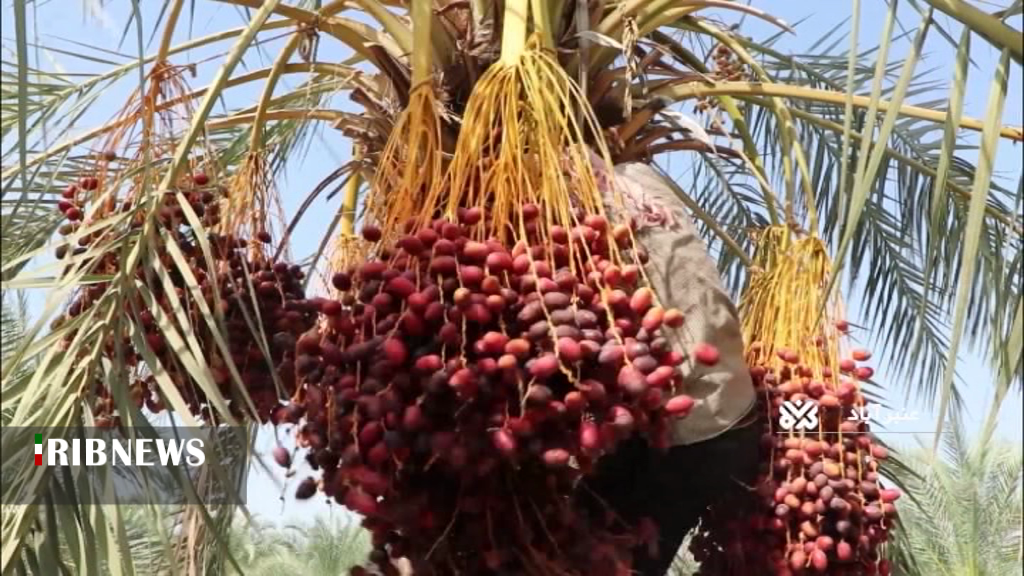 خُرمای عنبر آباد در مسیر بازارداخلی وخارجی خُرمای عنبر آباد در مسیر بازارداخلی وخارجی