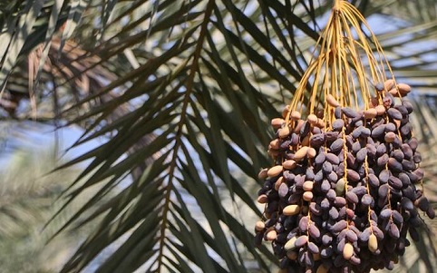 اعلام قیمت خرید توافقی خرمای استعمران خوزستان