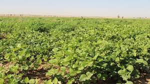 کشت محصولات تابستانه در لالی