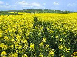 توصیه هایی برای پرمحصول شدن  کشت پاییزه