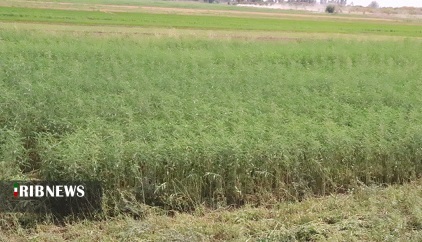 سزبانیا ، گیاهی که خاک را کیمیا می کند سزبانیا ، گیاهی که خاک را کیمیا می کند