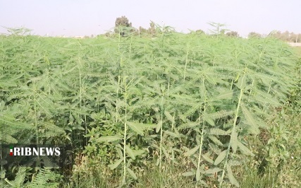 سزبانیا ، گیاهی که خاک را کیمیا می کند سزبانیا ، گیاهی که خاک را کیمیا می کند