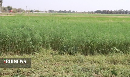 سزبانیا ، گیاهی که خاک را کیمیا می کند سزبانیا ، گیاهی که خاک را کیمیا می کند