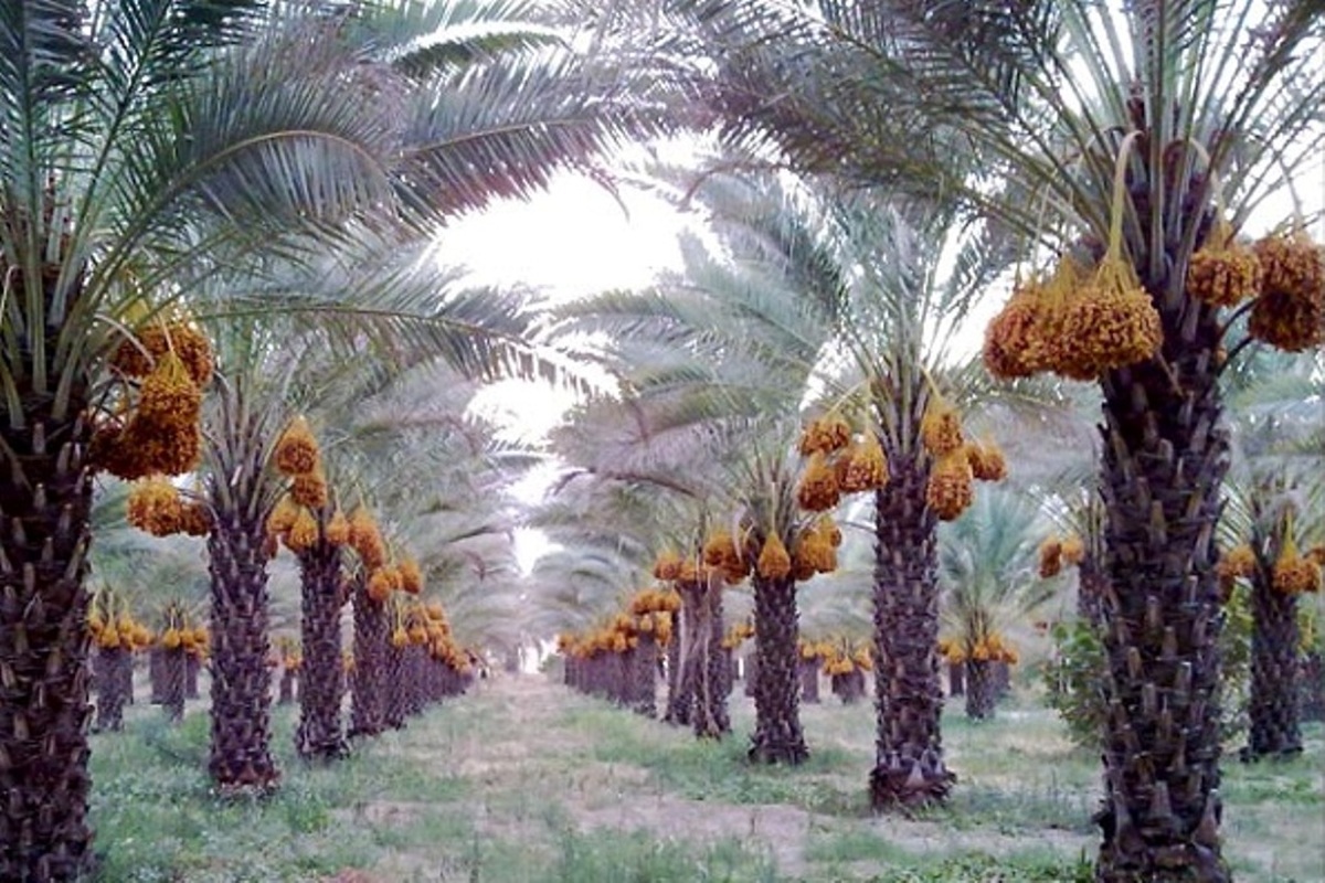 بیمه نخل های بارور خوزستان بیمه نخل های بارور خوزستان