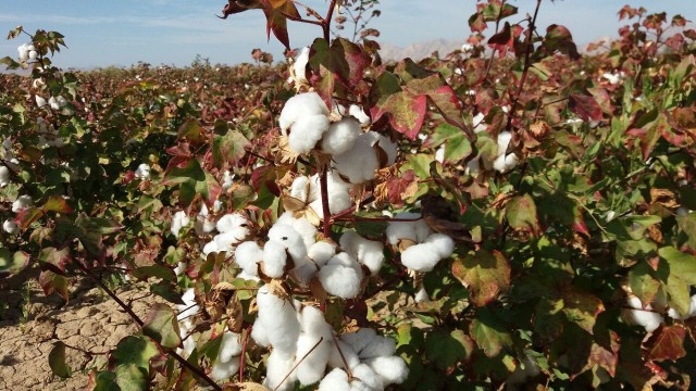 برداشت طلای سفید در پنبه زار‌های بهشهر