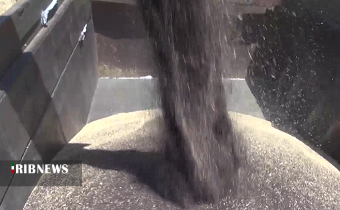 پرداخت ۱۰۰ درصد طلب کلزاکاران زنجانی